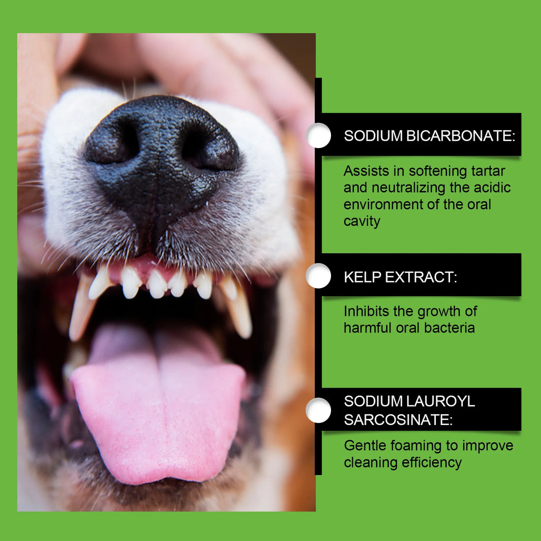 Yegbong 100g Dog Teeth Cleaning Powder | Gentle Tartar Remover, Bad Breath Freshener | Oral Odor Control & Gum Care for Dogs